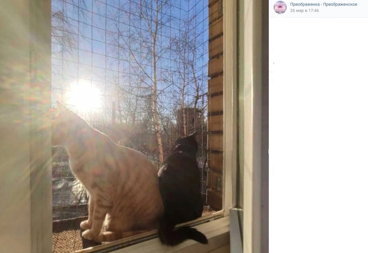 Фото дня: солнечные коты в Преображенском