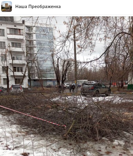 Многолетнюю яблоню спилили во дворе на Большой Черкизовской