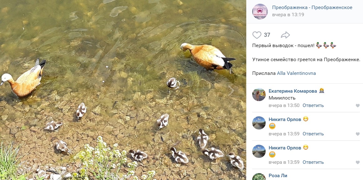 Фото дня: первые птенцы уток вылупились в Черкизовском пруду