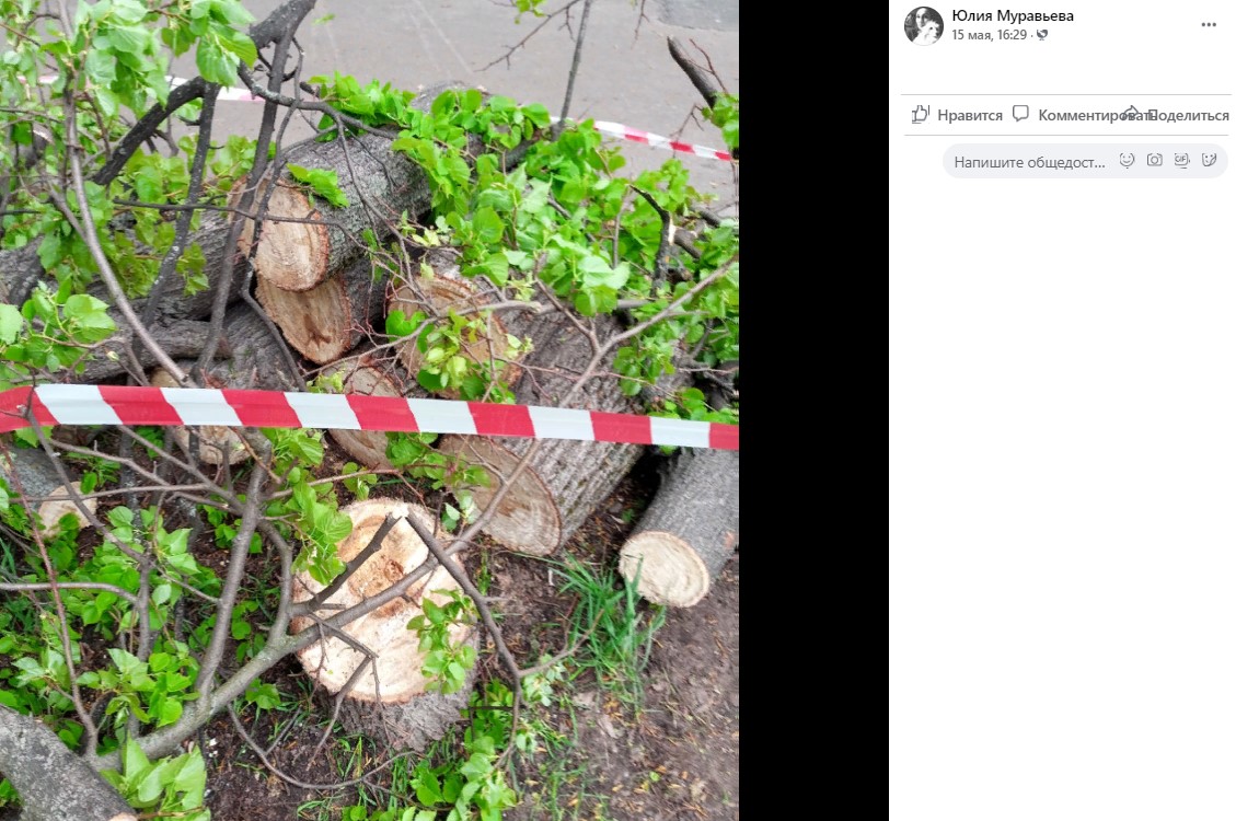 Аварийную липу спилили во дворе на Большой Черкизовской