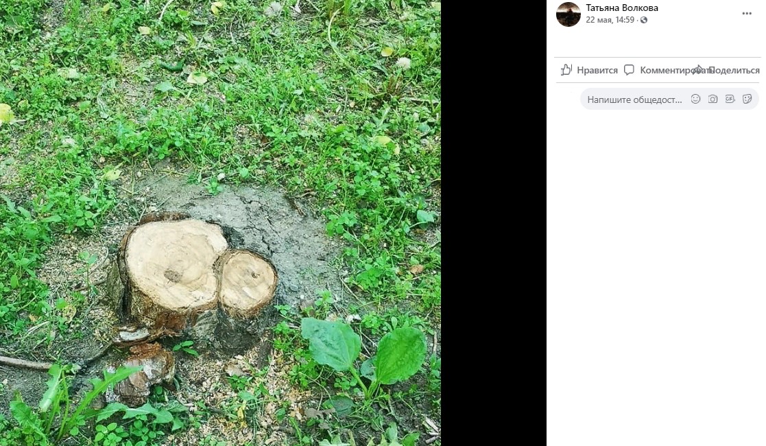 Коммунальщики спилили опасное дерево на Знаменской