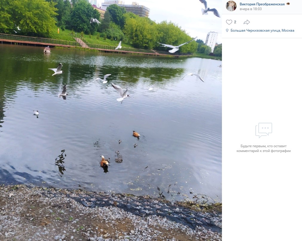 Фото дня: бой за еду на Черкизовском пруду