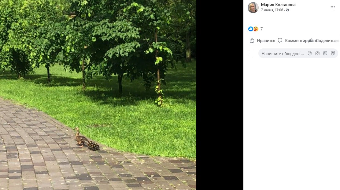 Семья уток сбежала с Черкизовского пруда