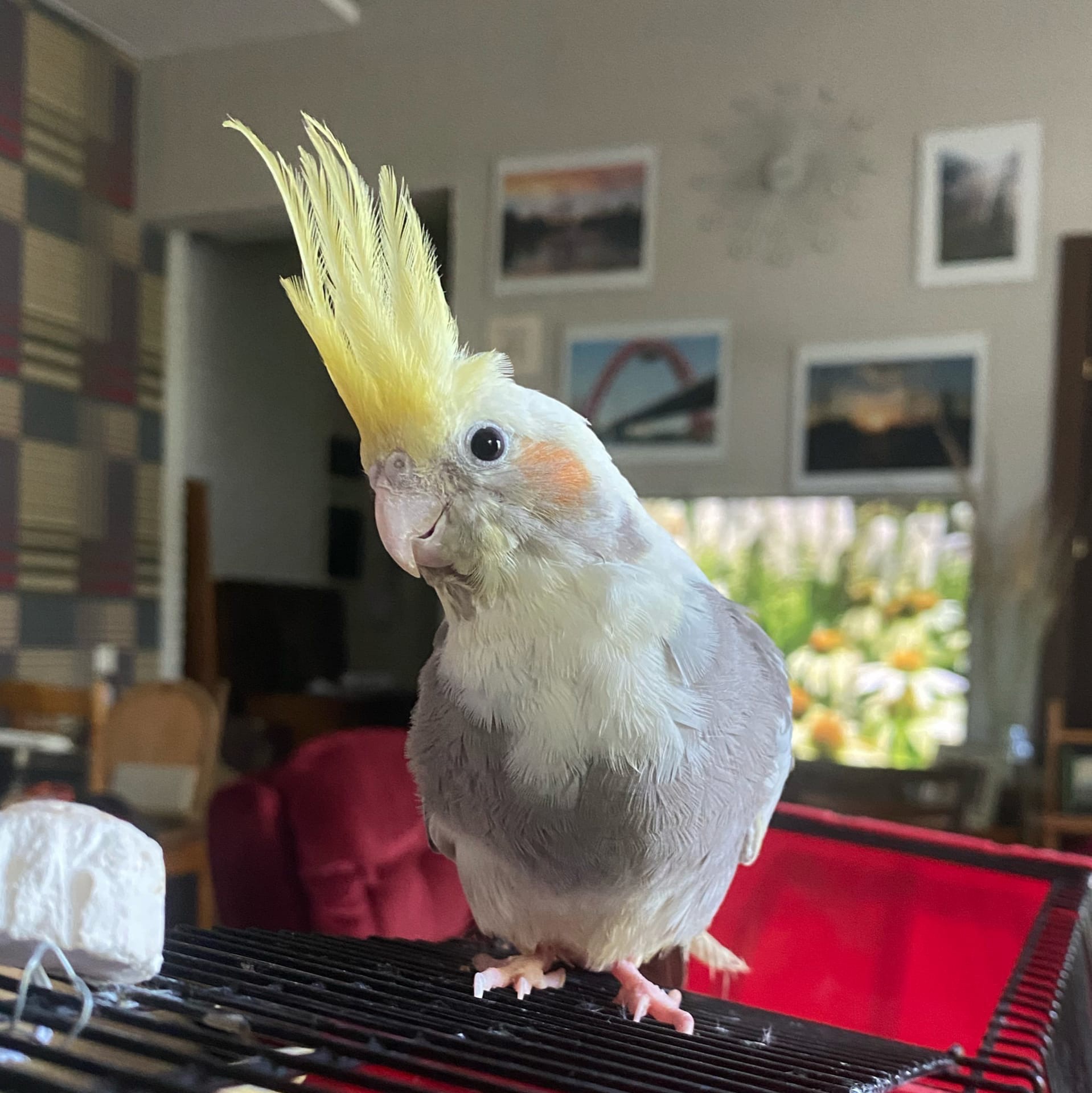 Белый попугай с желтым хохолком